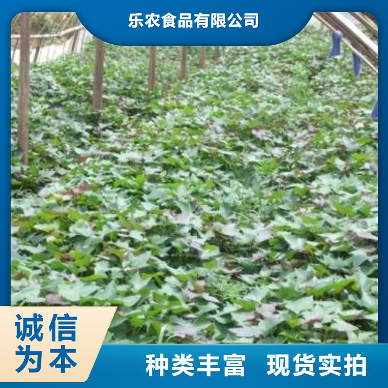 紫薯苗管理方式