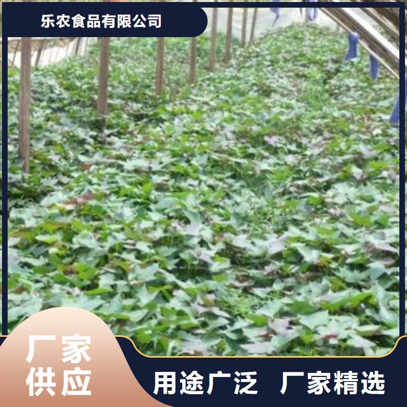 高產(chǎn)脫毒紫薯苗（凌紫品種）市場行情