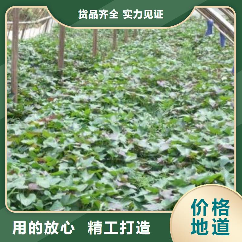 高剪脫毒普薯32號(hào)苗子客戶(hù)群遍布全國(guó)