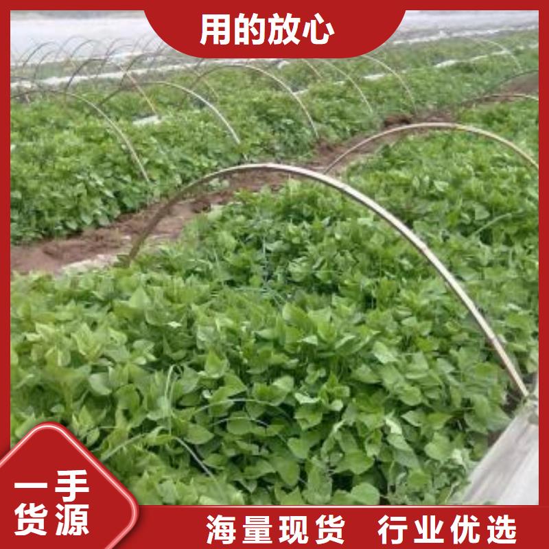 紫甘薯苗廠家價(jià)格是多少