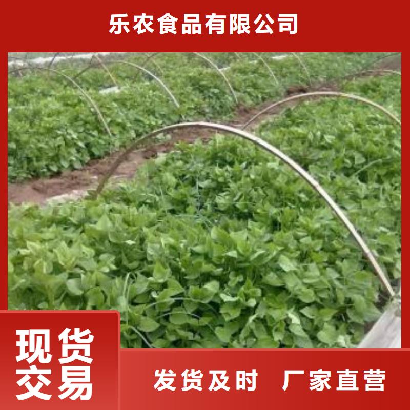 紫薯苗（濟黑2號）無蟲害