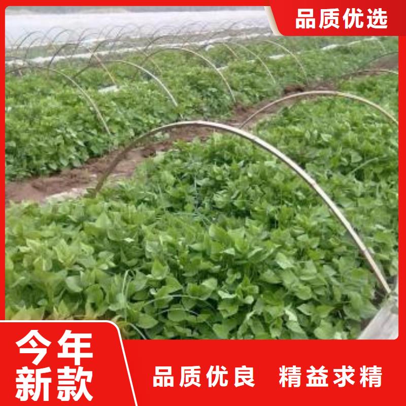 紫甘薯苗能吃嗎