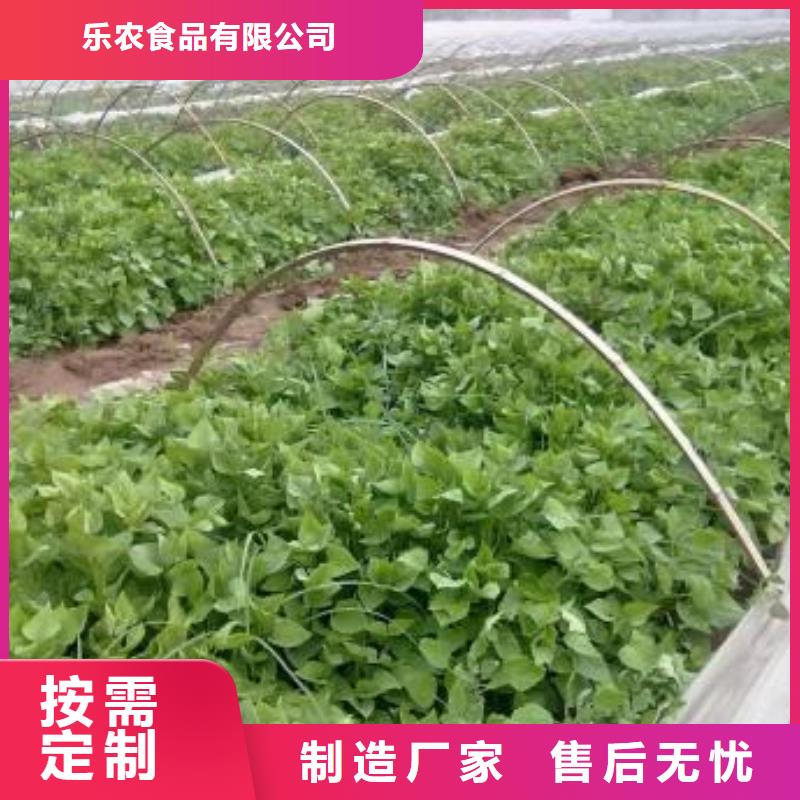 紫薯苗（綾紫）歡迎致電