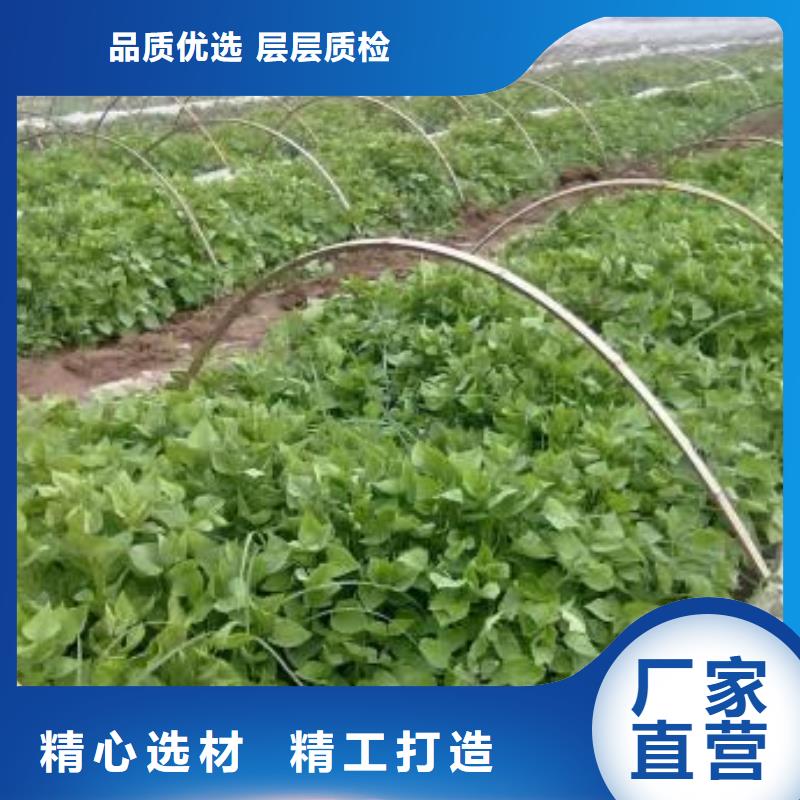 麥茬苗普薯32號（紅薯苗）生長周期