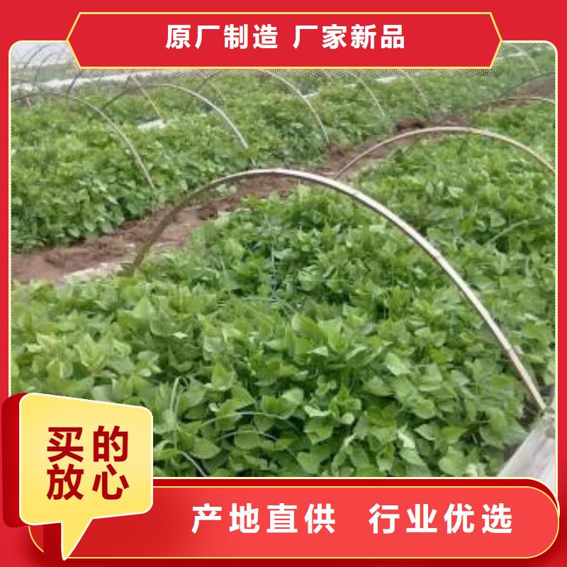 高產脫毒紫薯苗（凌紫品種）客戶群遍布全國