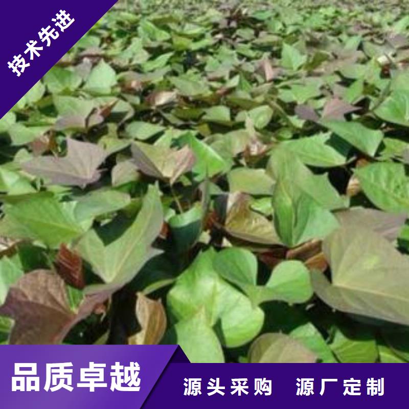 紫羅蘭紫薯苗種植時間
