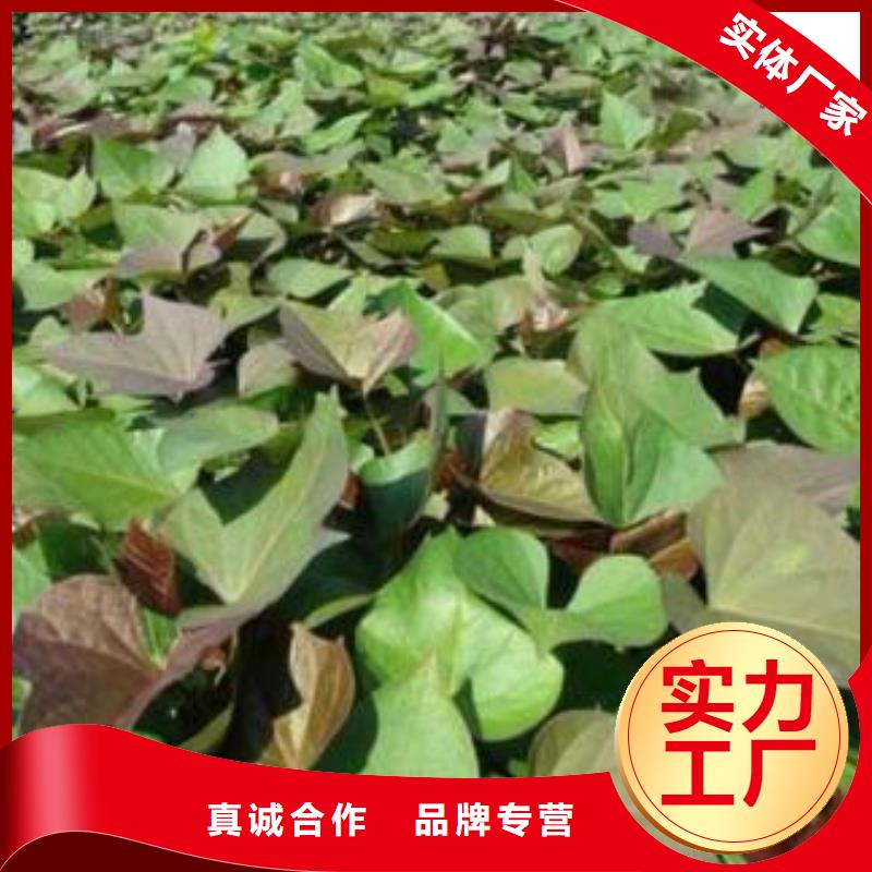 紫薯苗_羽衣甘藍粉廠家定制