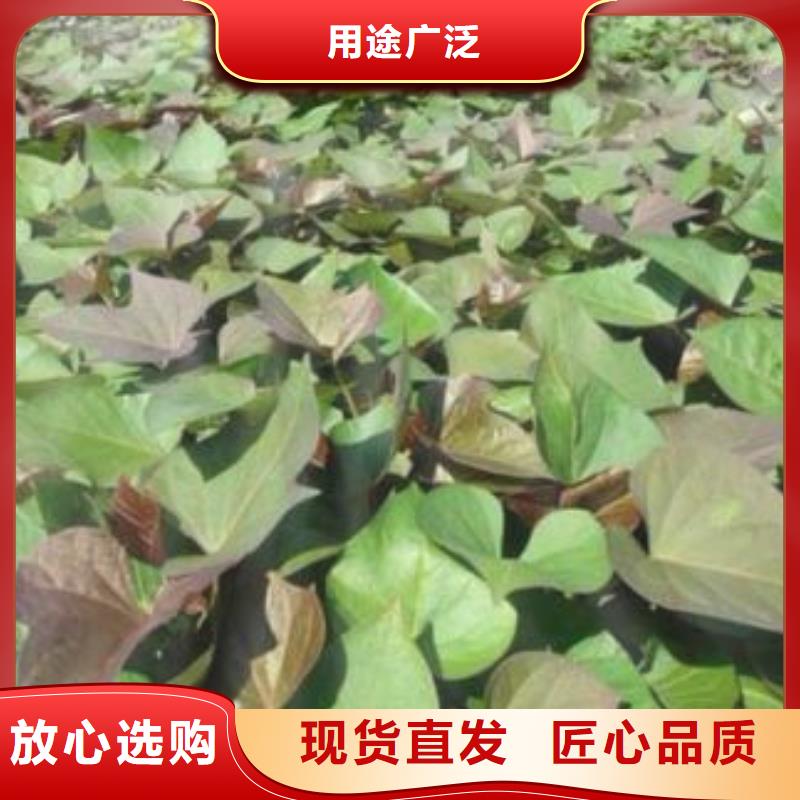 紫薯苗菠菜粉精挑細選好貨