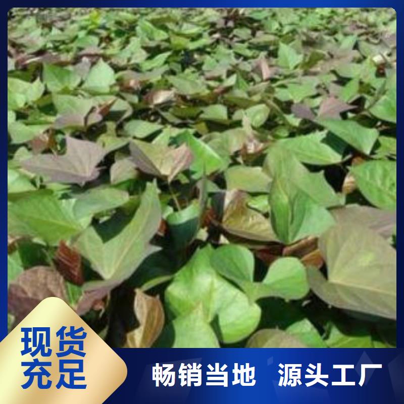 紫紅薯苗種植基地