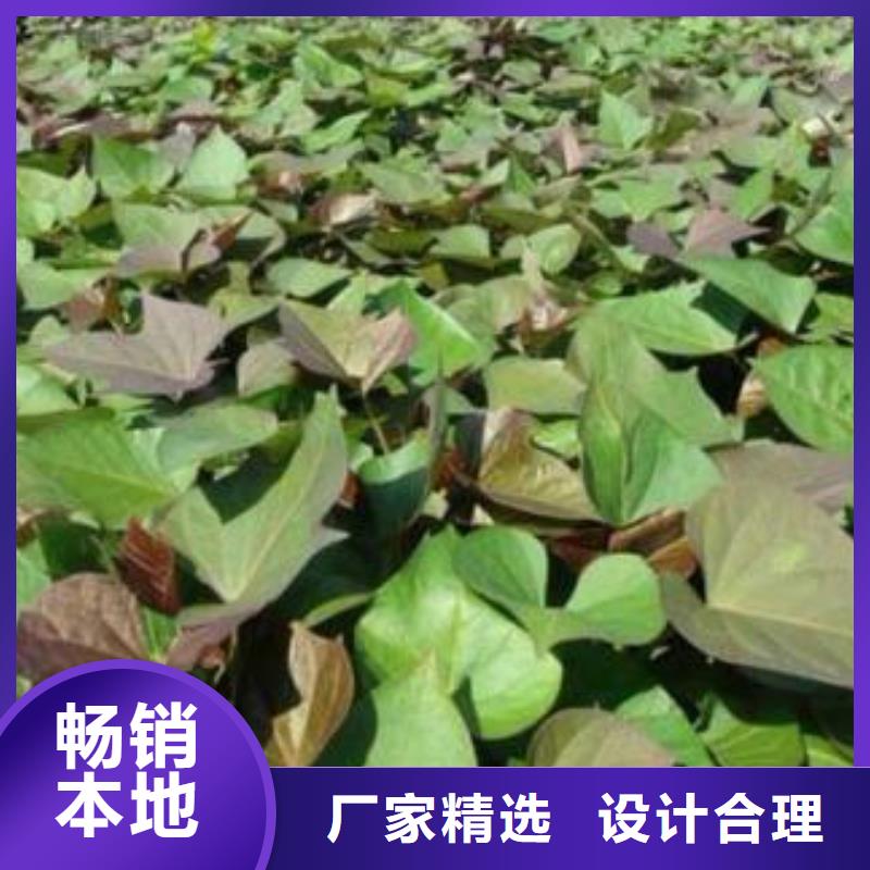 【紫薯苗紫薯雪花片實地大廠】