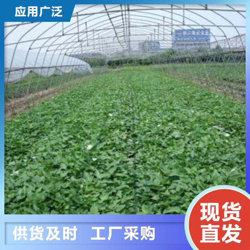 紫薯苗子銷售