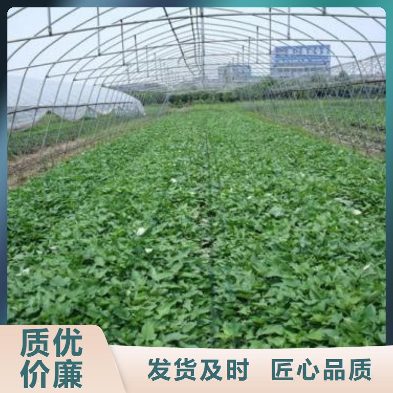 麥茬苗（紫薯)種植基地