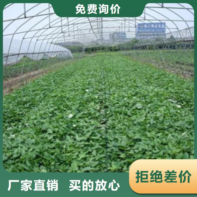 紫薯苗羽衣甘藍粉快速生產(chǎn)