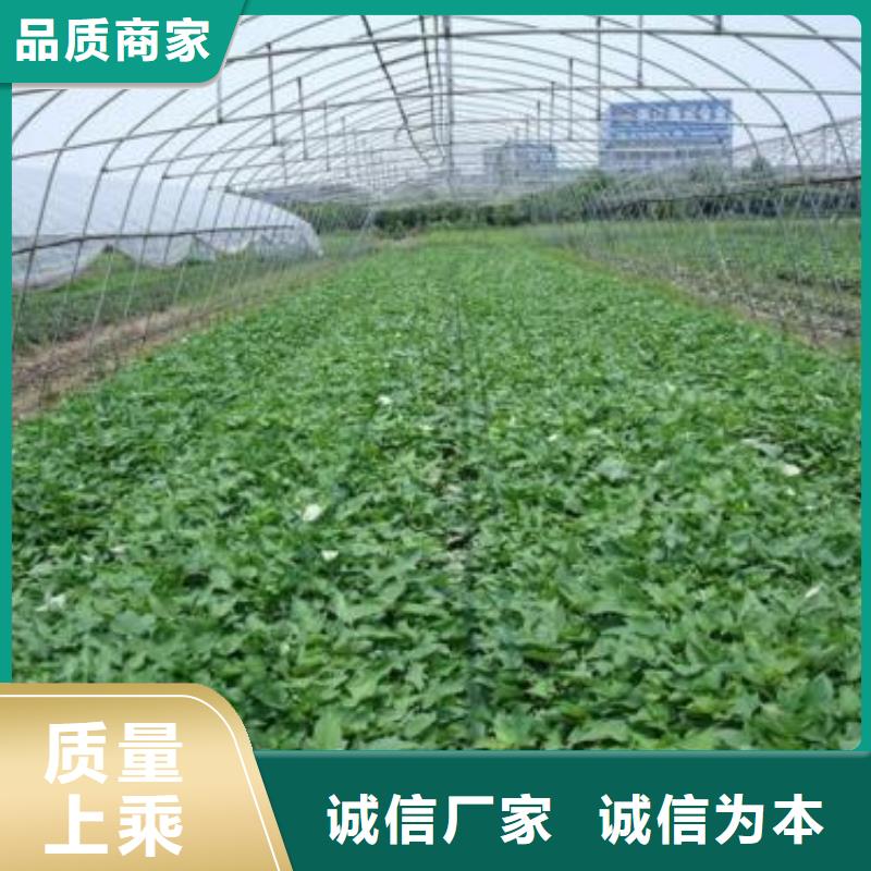紫薯苗無蟲害