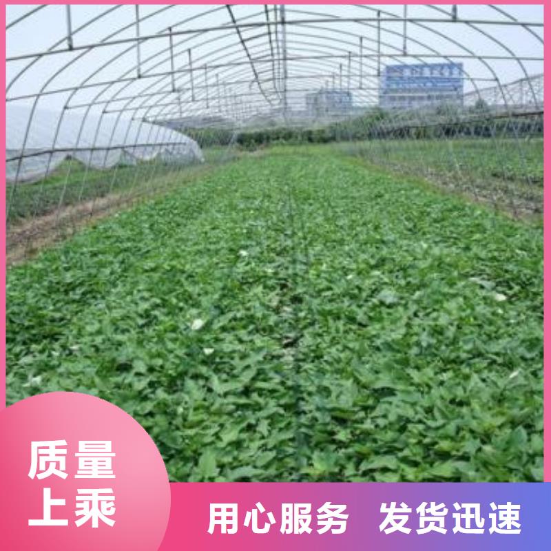 紅薯苗（西瓜紅）歡迎致電