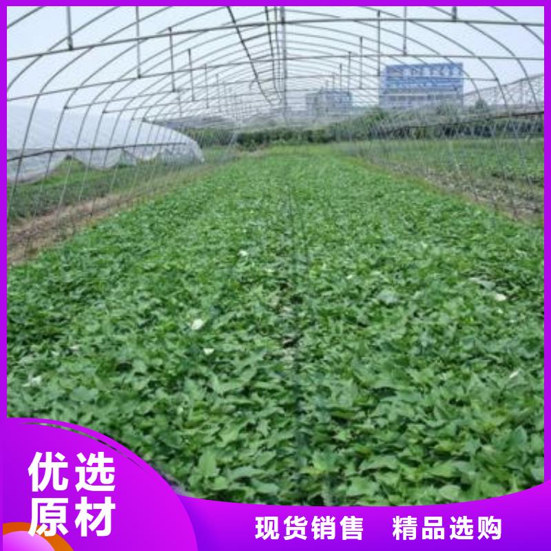 紫羅蘭紫薯苗價格