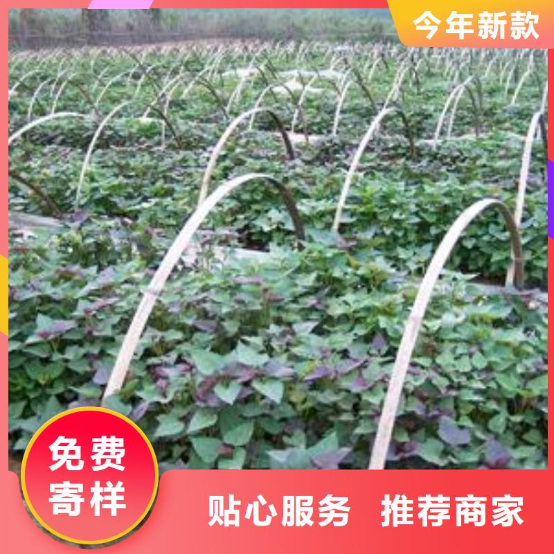 紫薯種苗示范園