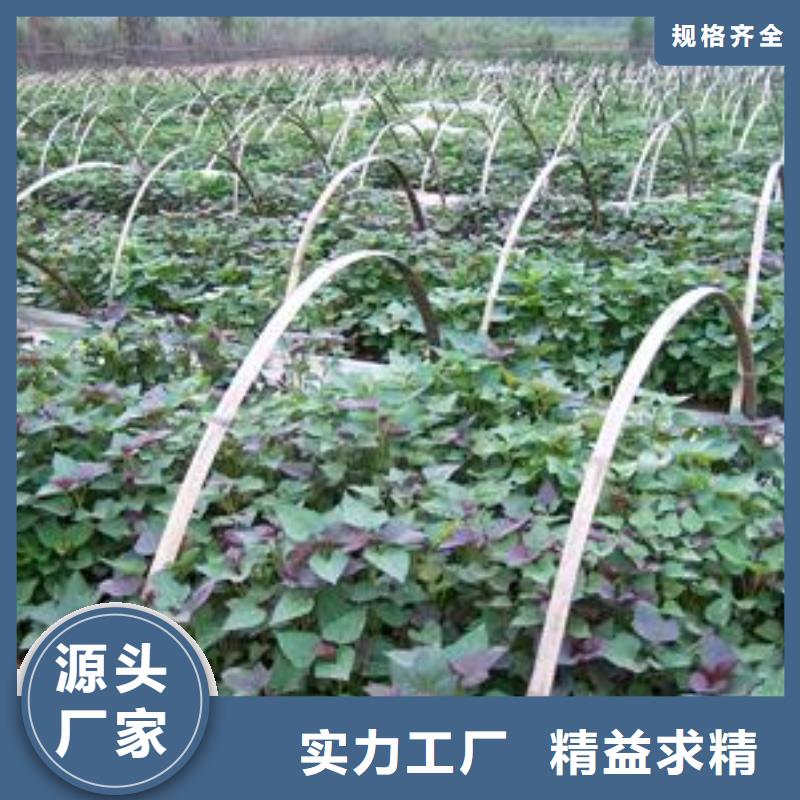 紫薯苗（綾紫）批發銷售
