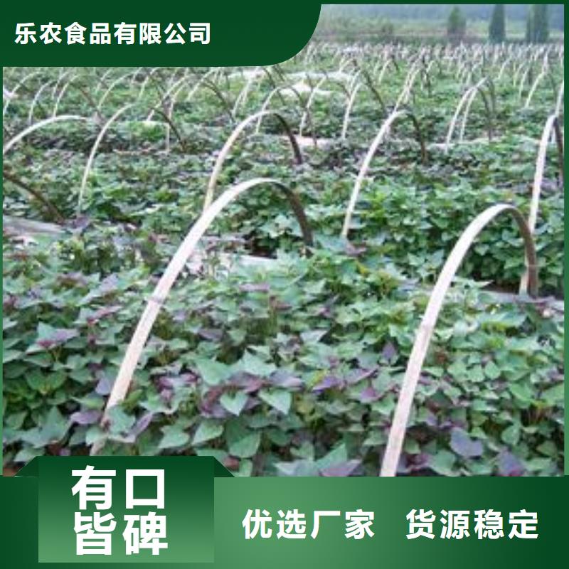 脫毒紫薯苗（濟黑品種）種植基地