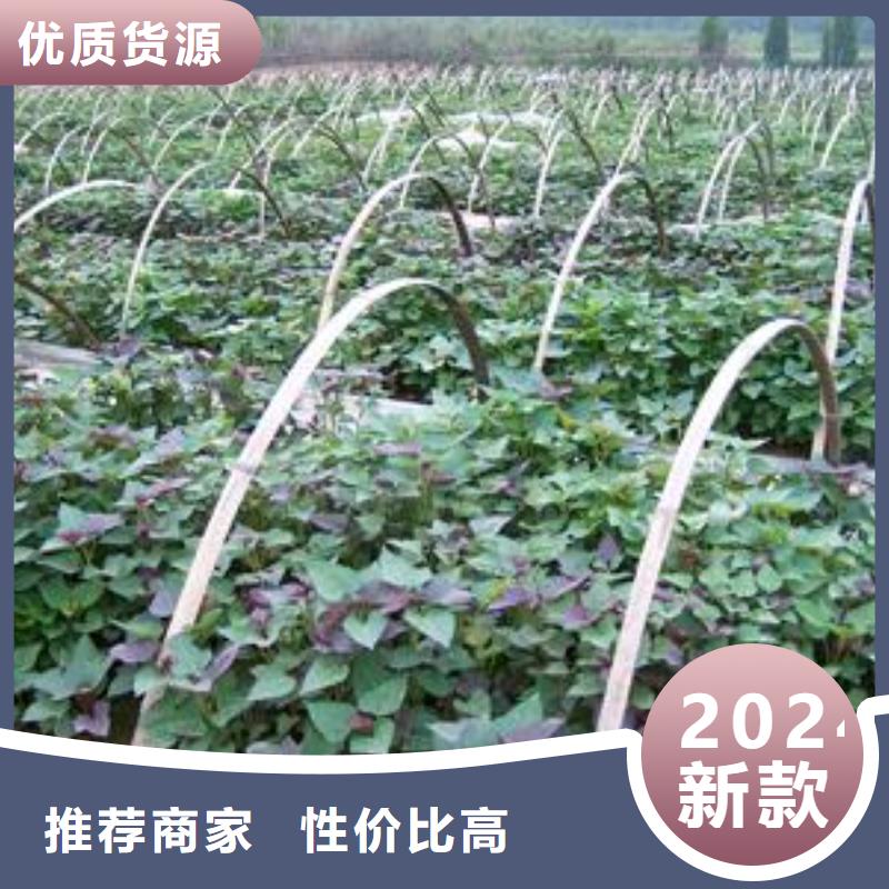 紫地瓜苗多少錢
