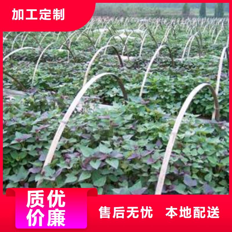 紫薯苗（春薯苗）就選樂農(nóng)食品