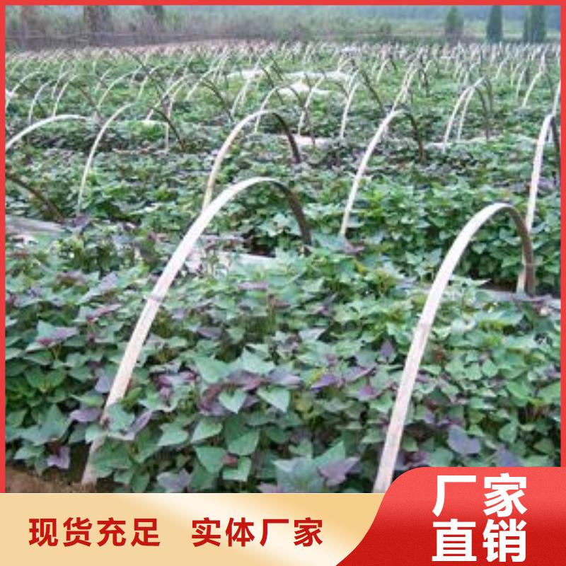 脫毒紫薯苗2025新苗上市