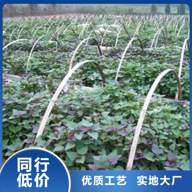 紫薯苗羽衣甘藍粉專業生產品質保證
