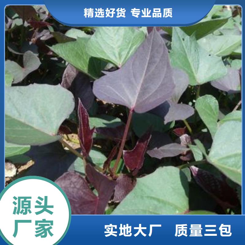 紫紅薯苗哪里有賣的