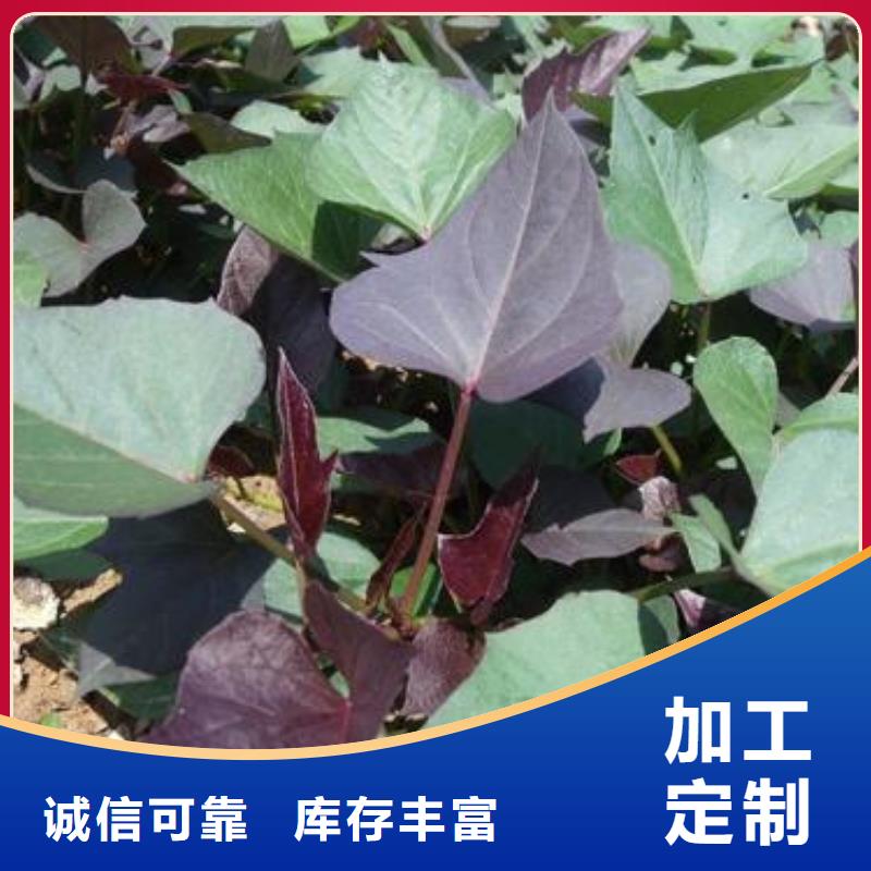 紫薯苗（濟黑2號）多少錢一棵