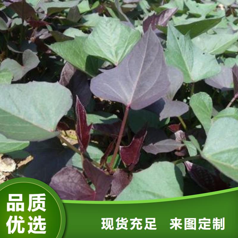 紫地瓜苗子種植方法
