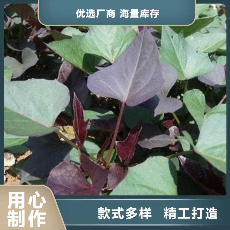 鮮食型紫薯苗市場(chǎng)報(bào)價(jià)