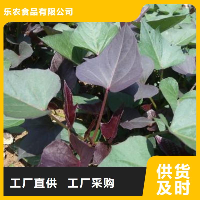 甘薯苗（紫紅薯苗）茬苗