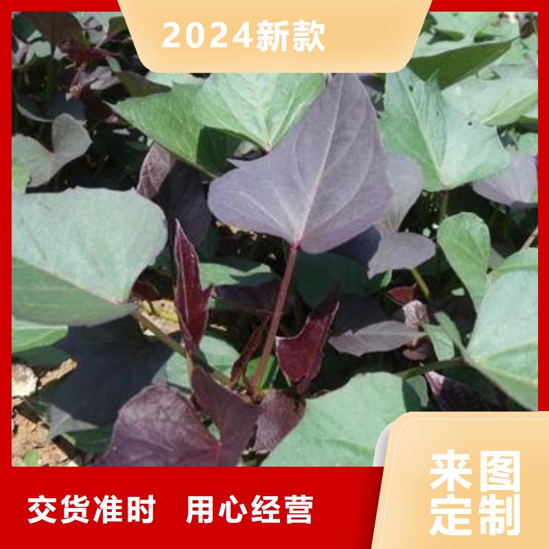 紫地瓜苗種植廠家