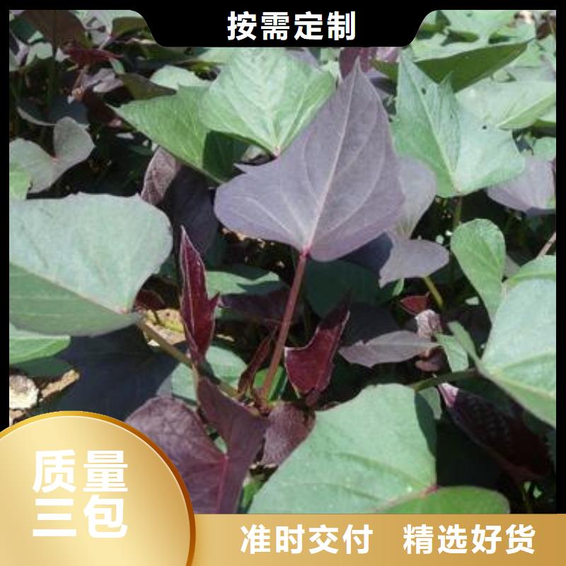 紫薯種子批發銷售