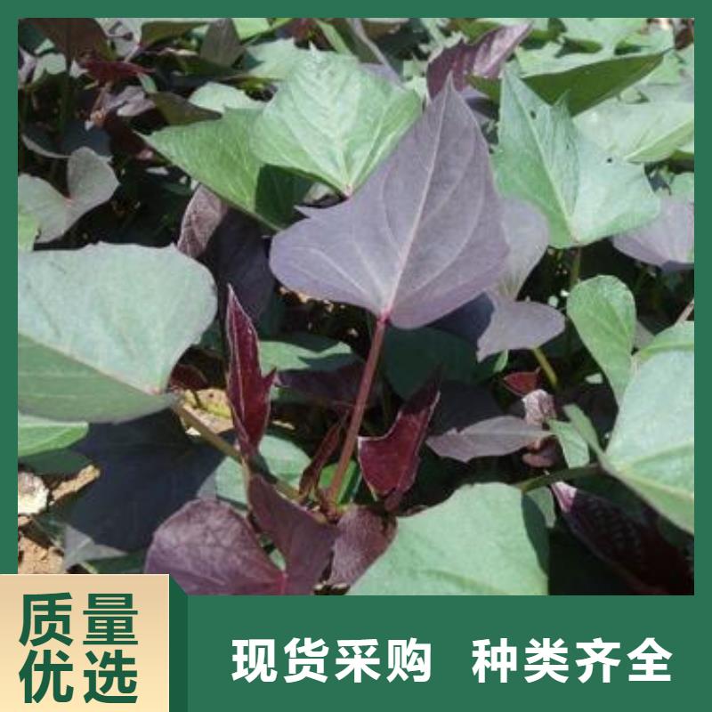 紫甘薯苗銷售