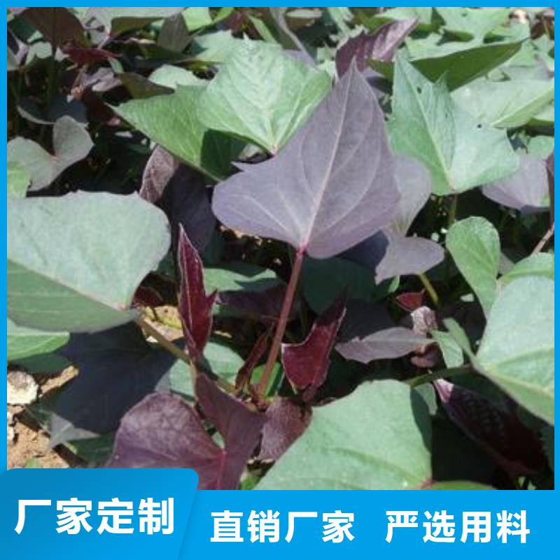 紫色地瓜苗（夏薯）現苗銷售