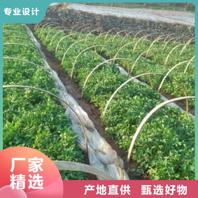 紫薯種苗新價(jià)格行情
