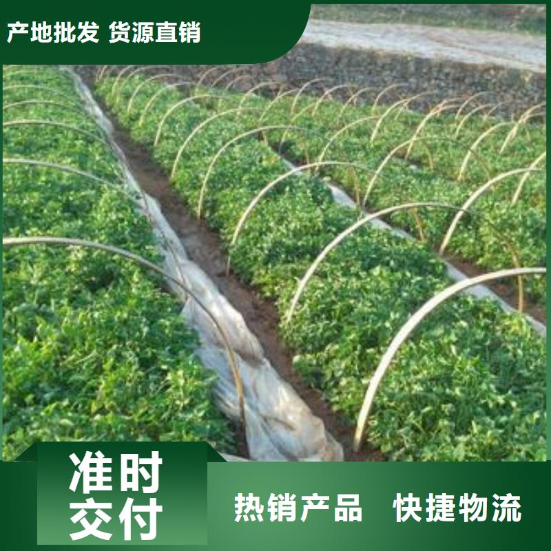 紅薯苗（西瓜紅）電話