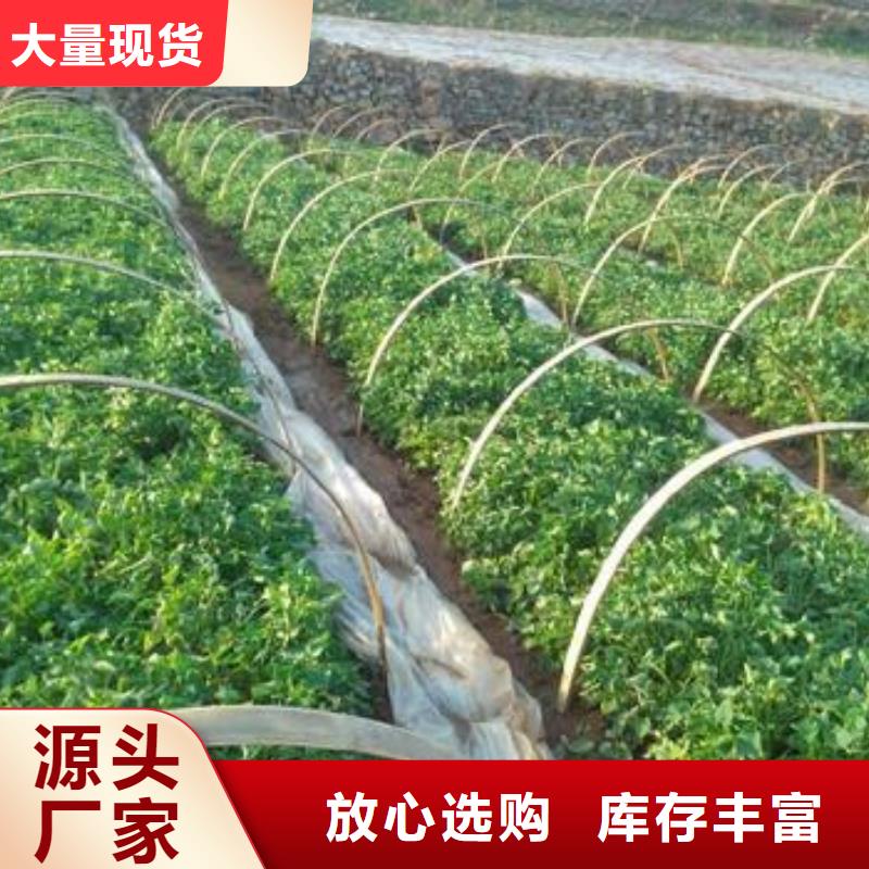 甘薯苗（紫紅薯苗）茬苗