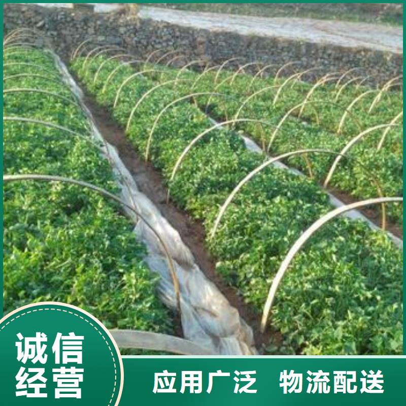 紫薯苗紫薯雪花片合作共贏