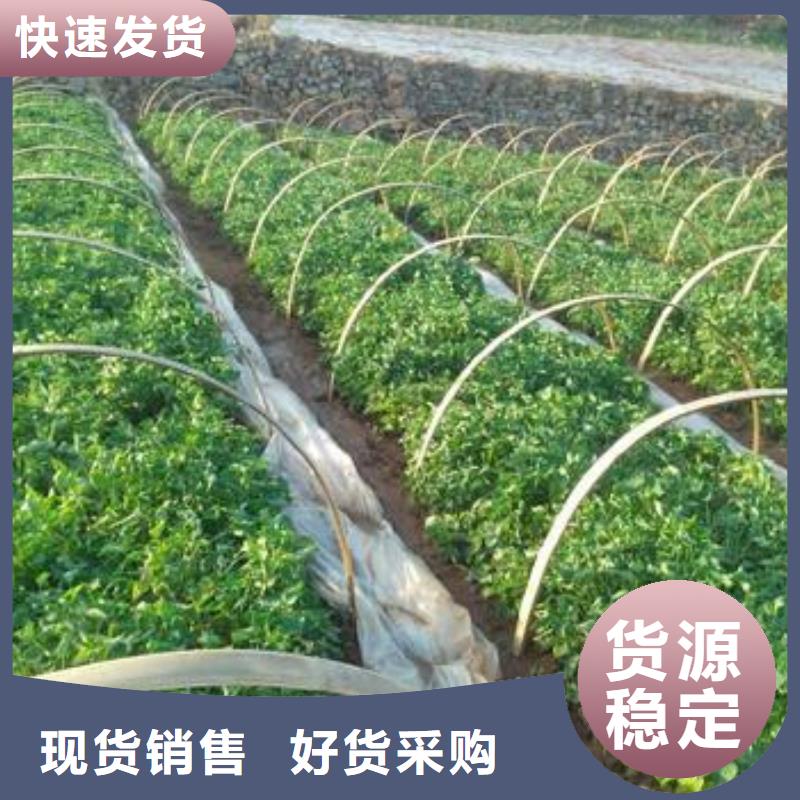 紅薯苗（西瓜紅）源頭廠家