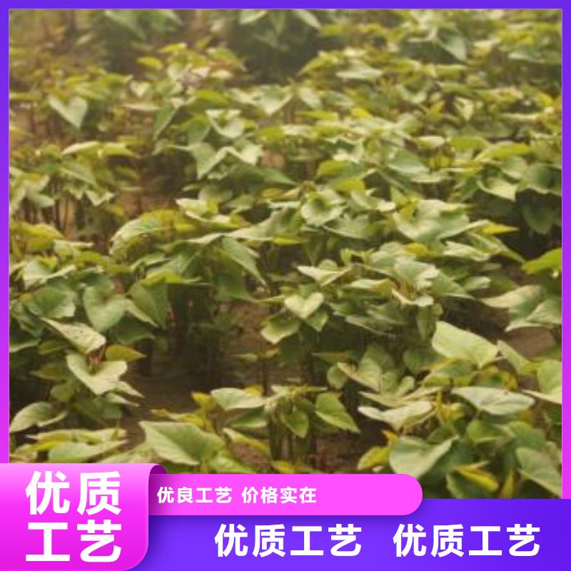 麥茬苗（紫薯)供應商