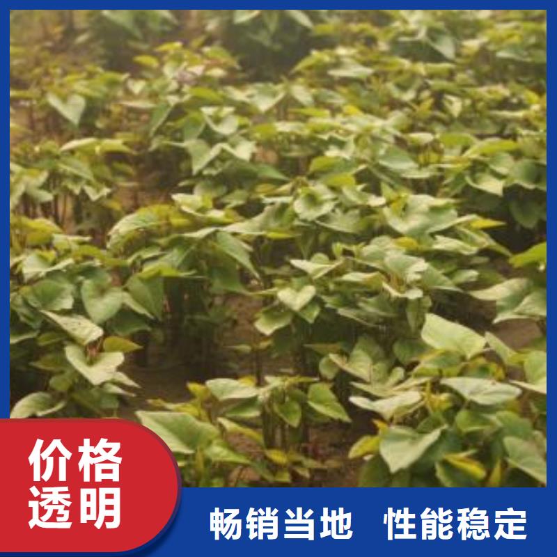 紫地瓜苗哪里有賣的