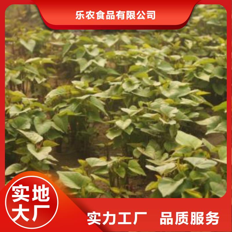 甘薯苗（紫紅薯苗）茬苗