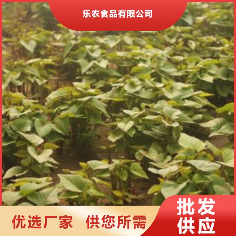 紫薯苗種植基地
