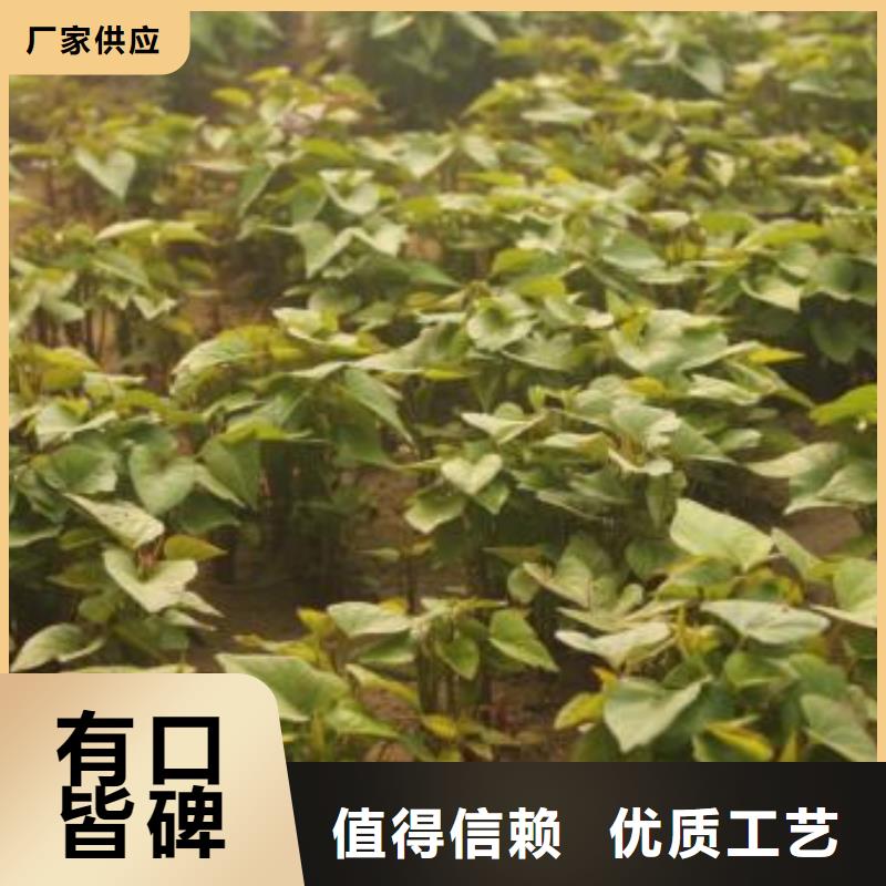 紫薯苗（濟黑2號上市）出品率高