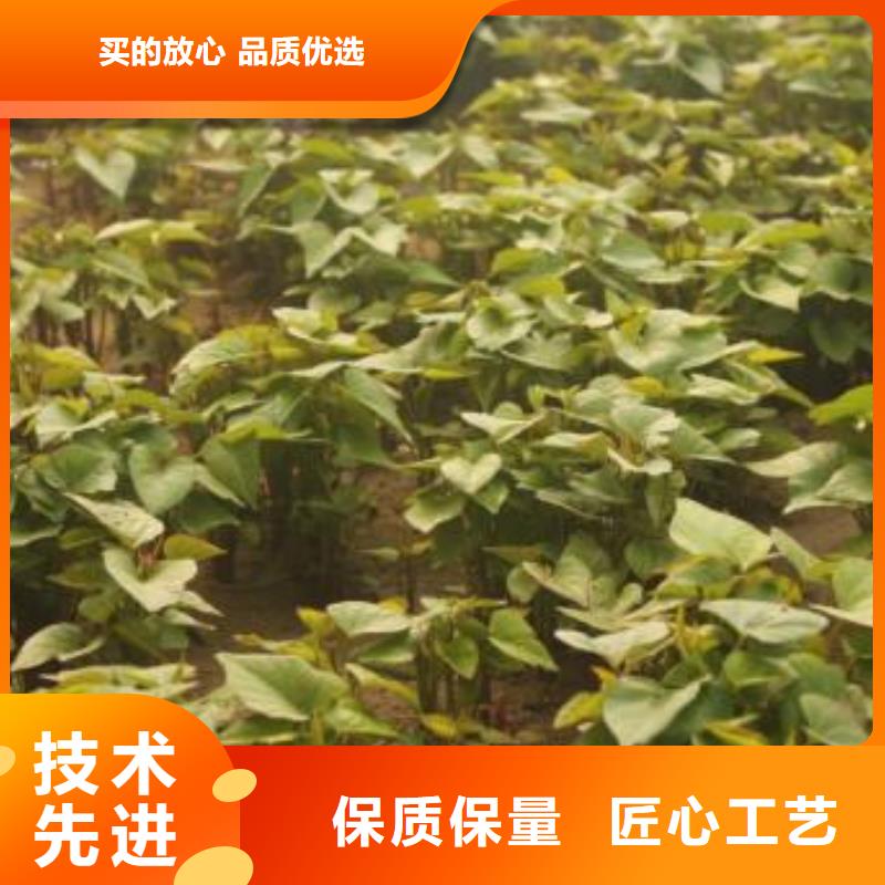 麥茬濟黑2號苗移栽機
