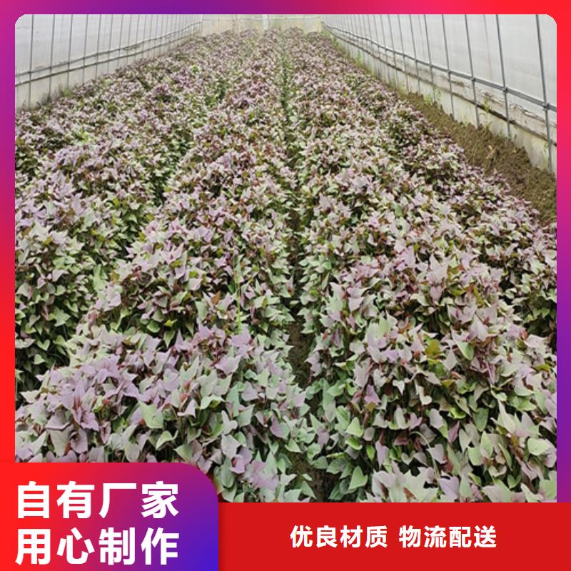 綾紫薯苗新價格行情