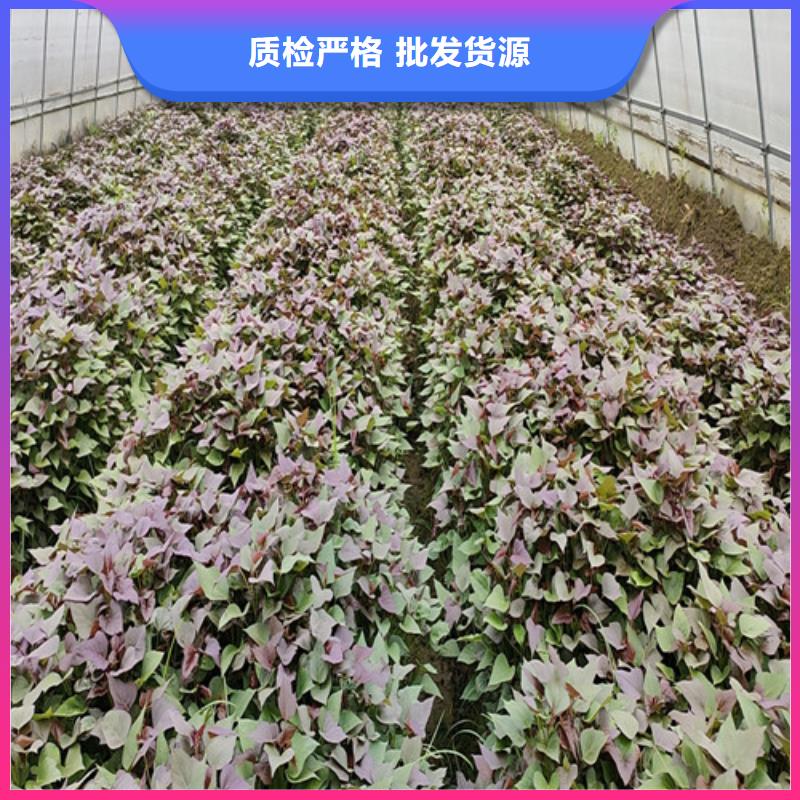 東風8號紫薯苗苗木經銷處