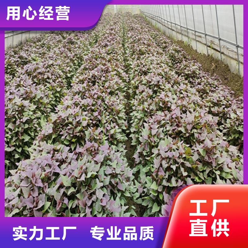 東風8號紫薯苗品種純正